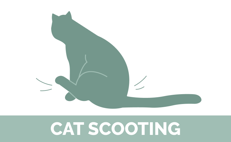 Katten scooting