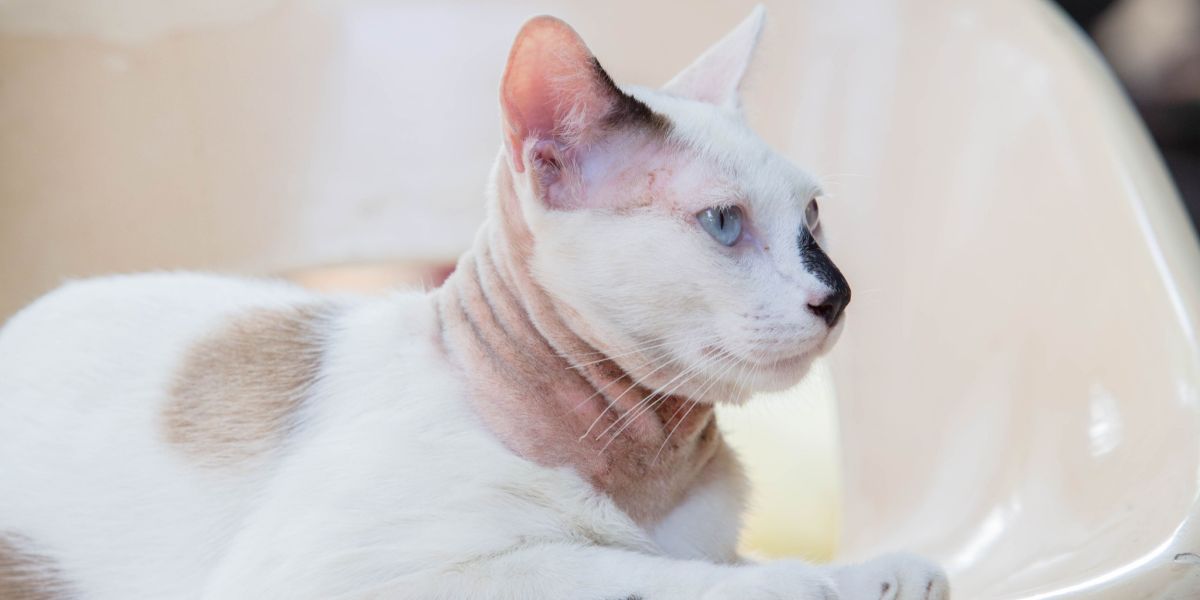 Marbofloxacine voor katten: Overzicht, Dosering &bijwerkingen