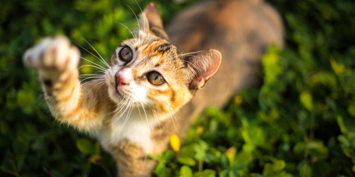 Overprikkelde kat: tekenen, symptomen &hoe te helpen