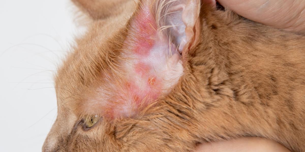 Urticaria bij katten: oorzaken, symptomen en behandeling