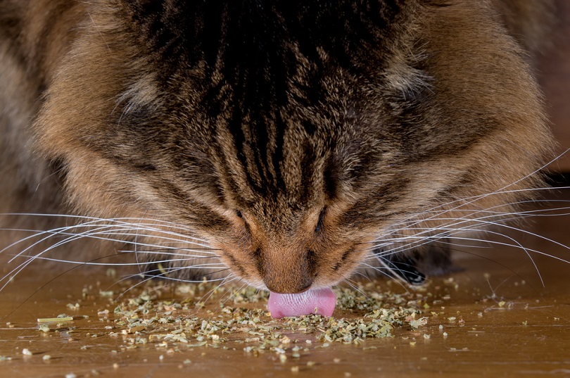 kat die kattenkruid eet