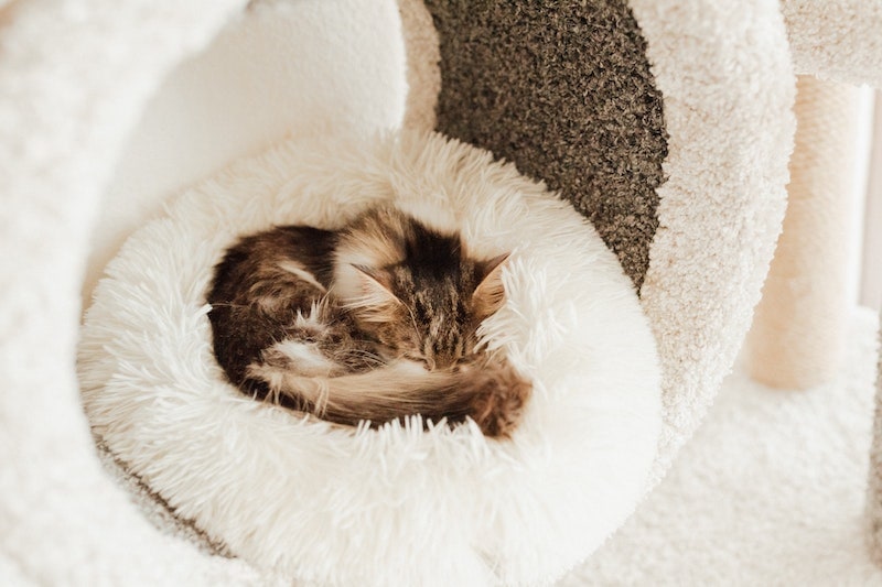 Gember kitten opgerold in bed