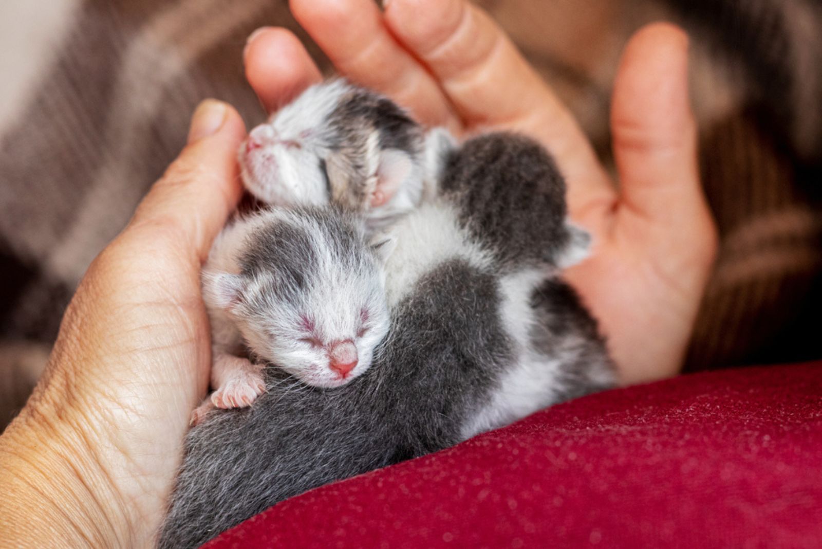 Vrouw die pasgeboren kittens in haar handen houdt