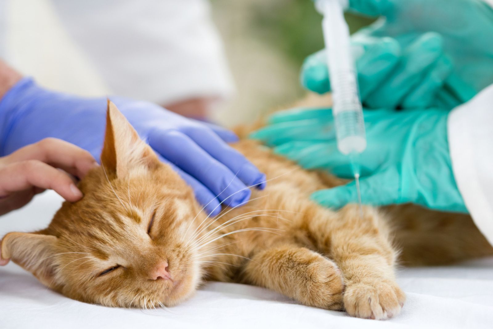 een mooie kat krijgt een injectie bij de dierenarts