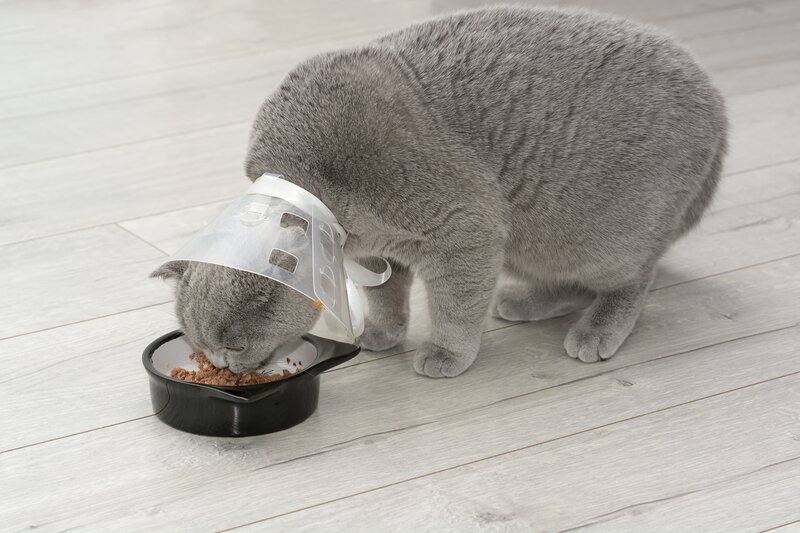 Britse korthaar kat met kegel eten