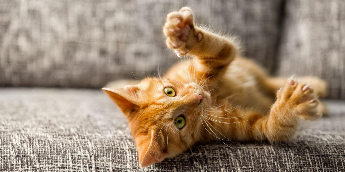 Werpen katten hun klauwen af? Een dierenarts legt uit