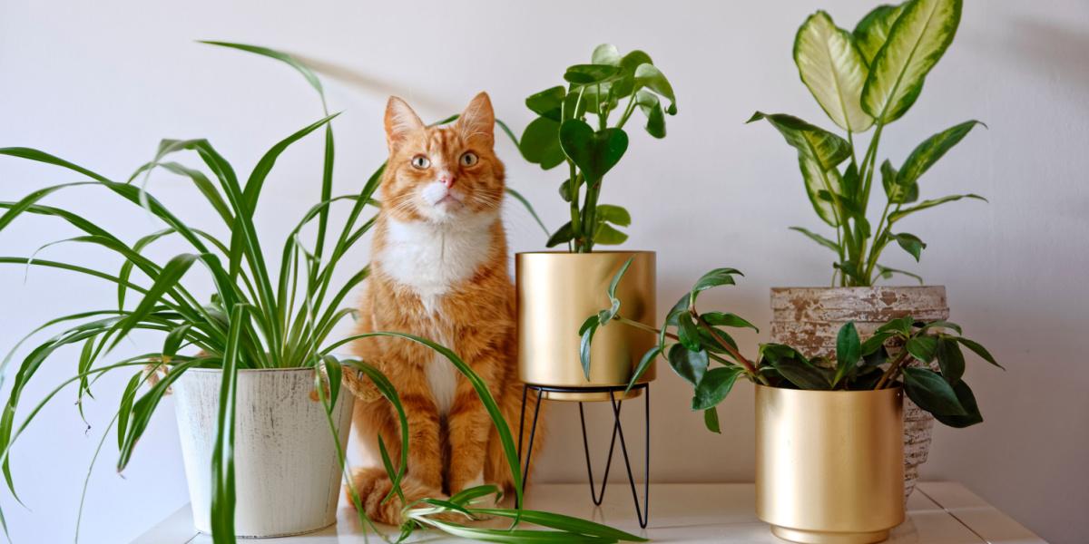 10 manieren om katten uit kamerplanten te houden