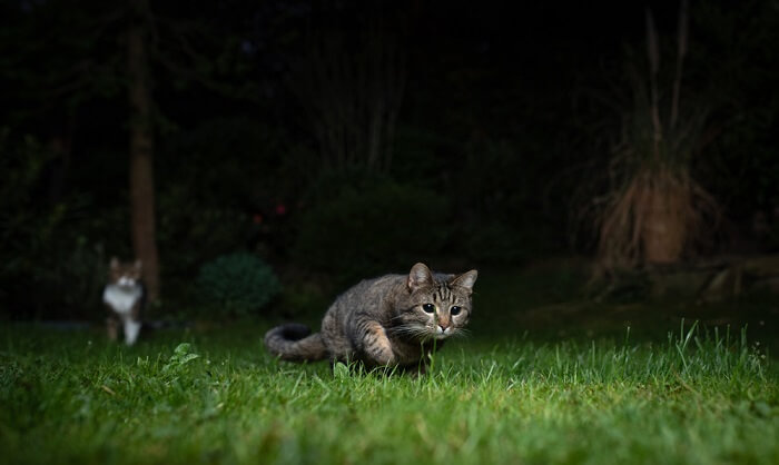 kat die in het gras springt