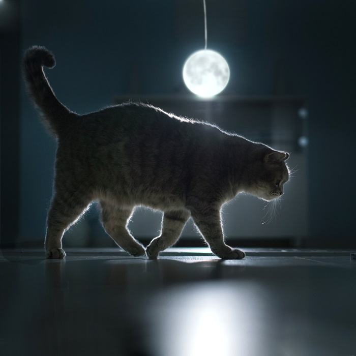 kat-wandelen-'s nachts