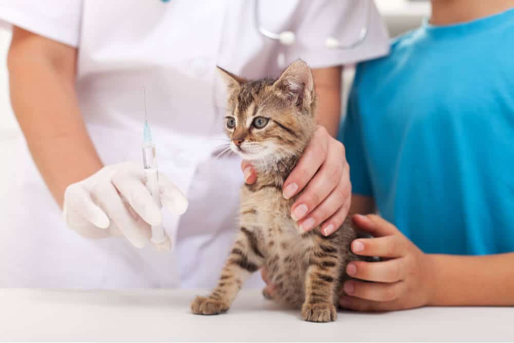 FVRCP-vaccin voor katten Uitgelichte afbeelding