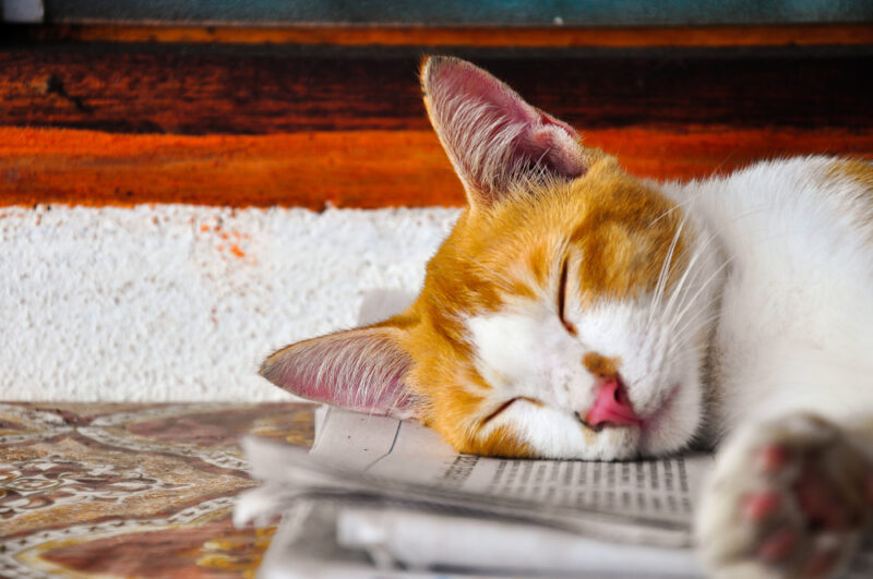 Afbeelding van schattige wit-licht oranje kat die een dutje doet op oude krant