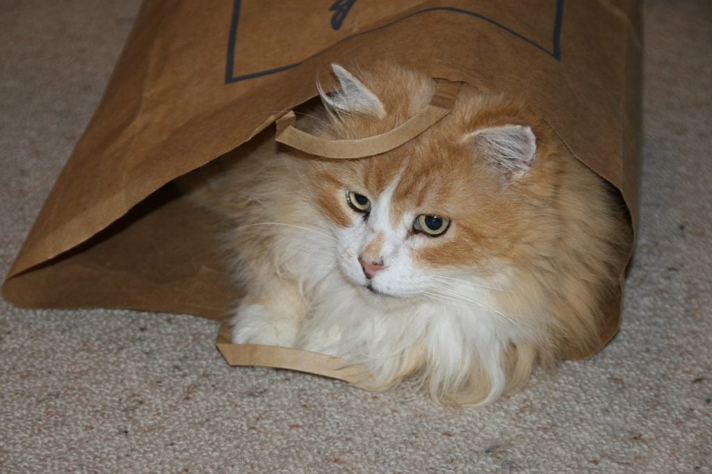 kat in een papieren zak