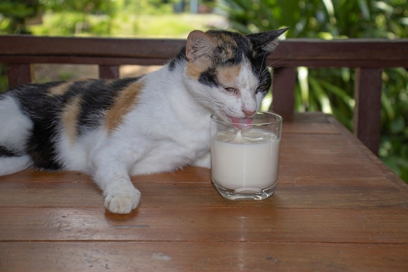 kat en glas melk