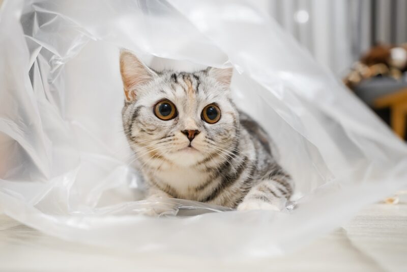 Zilveren tabby Schotse Rechte kat die doorzichtige plastic zak speelt