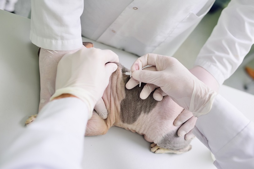 Microchiping sfinxkat in dierenkliniek