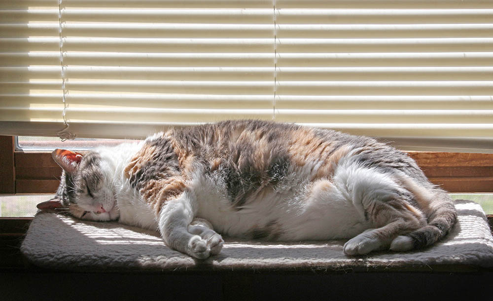 dikke calico kat slapen in de baars bij het raam