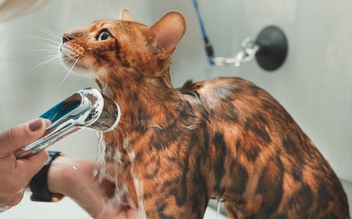 Eigenaar geeft een Bengaalse kat zachtjes een bad