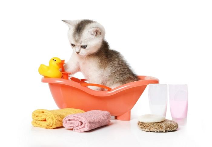 Schots kitten neemt een bad