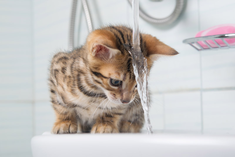 een kitten die het water naar de badkuip ziet stromen