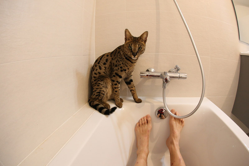 kat starende eigenaar in de badkuip