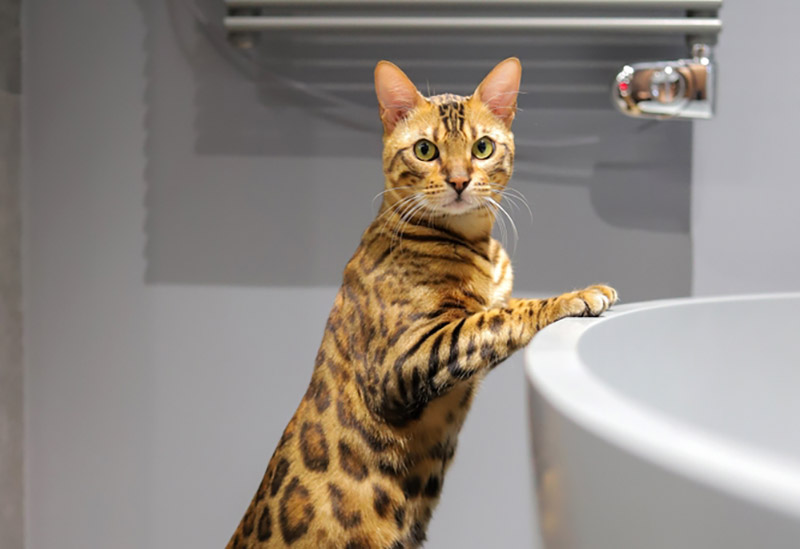 een Bengaalse kat leunend op de badkuip