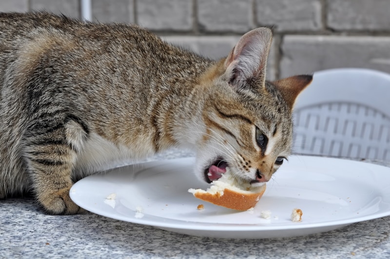 kat die brood eet