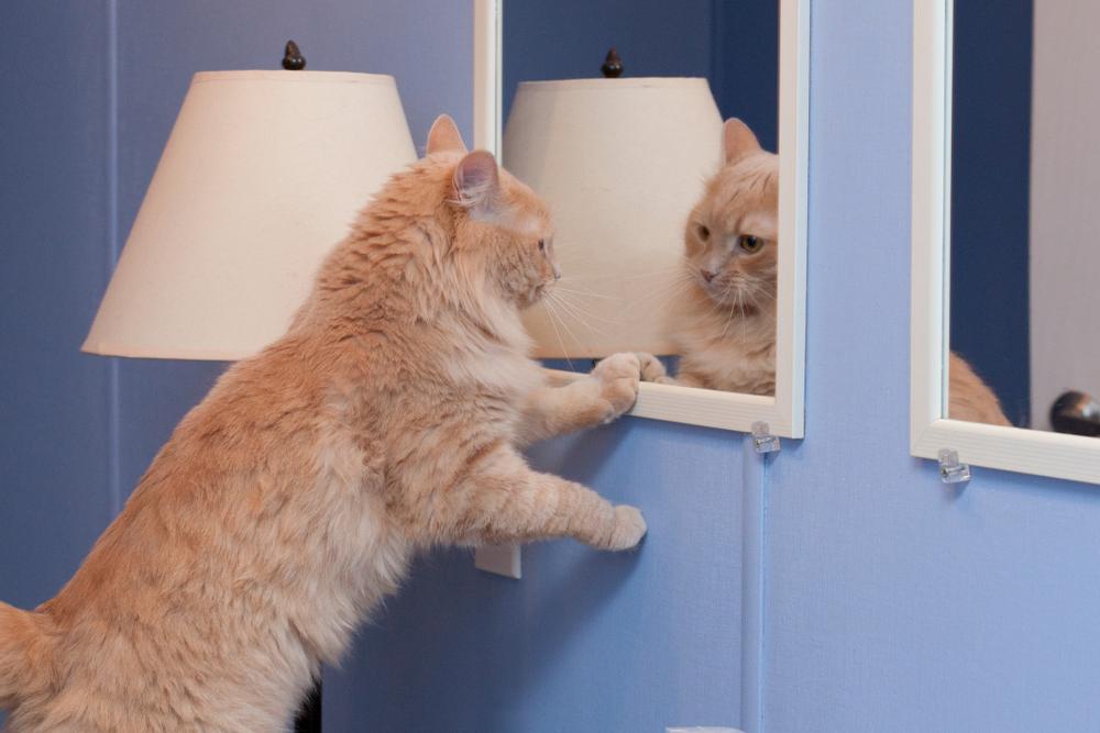 kitty bewondert zijn on point blik in de spiegel