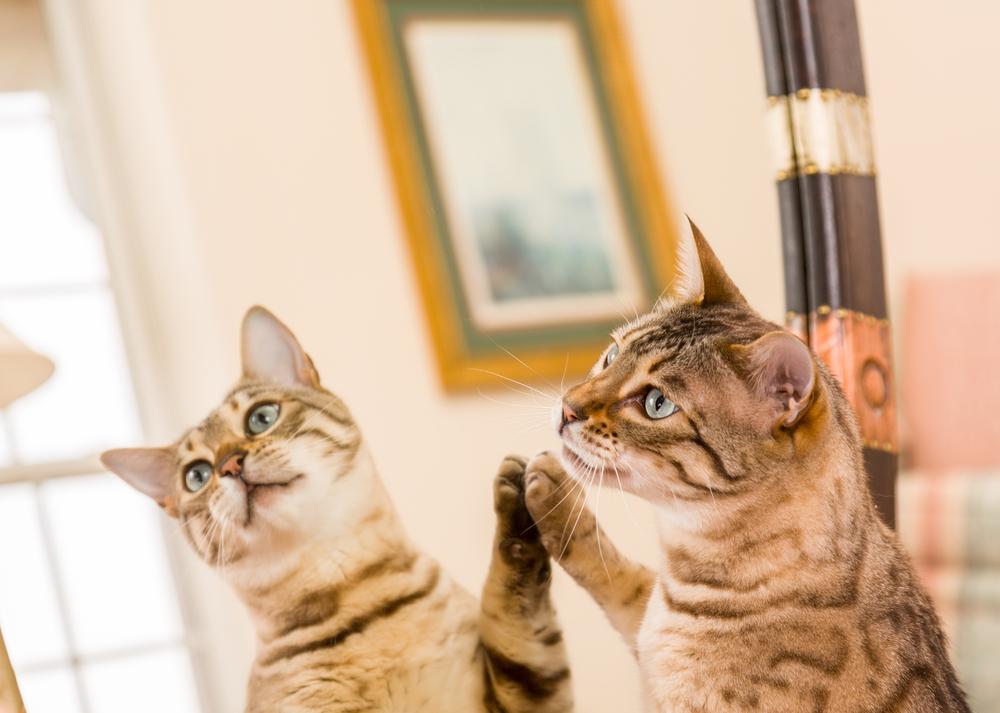 Oranje en bruine bengaalse kittenkat die naar reflectie in spiegel kijkt
