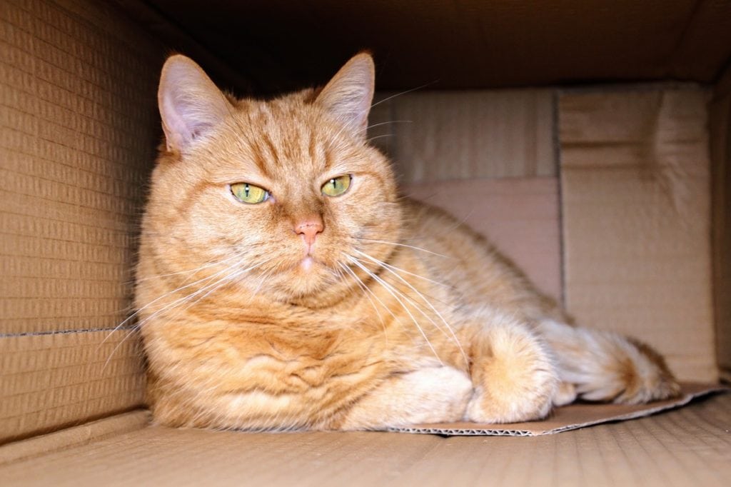kat in een kartonnen doos