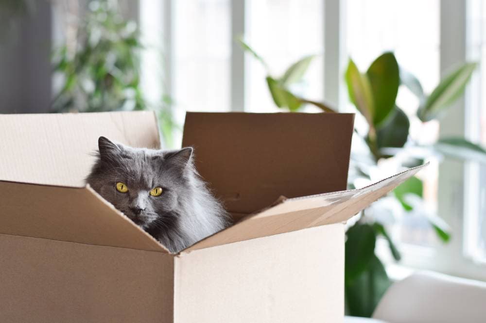 Kat in de Cardbox