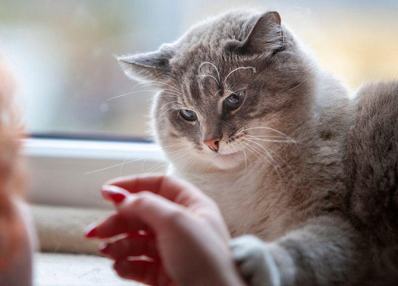 kat raakt een vrouwelijke hand aan met zijn poot