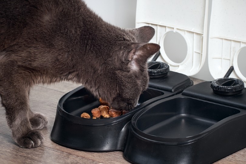 kattenvoer van automatische feeder