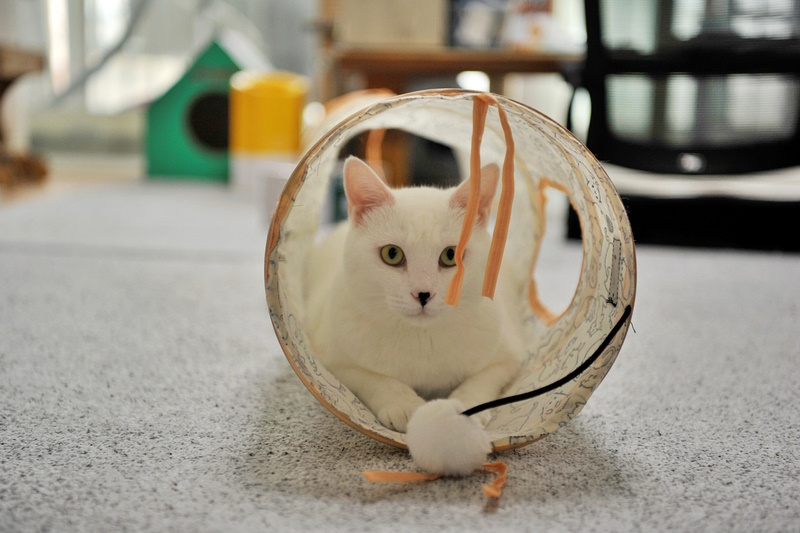 Witte kat die in kattentunnel speelt