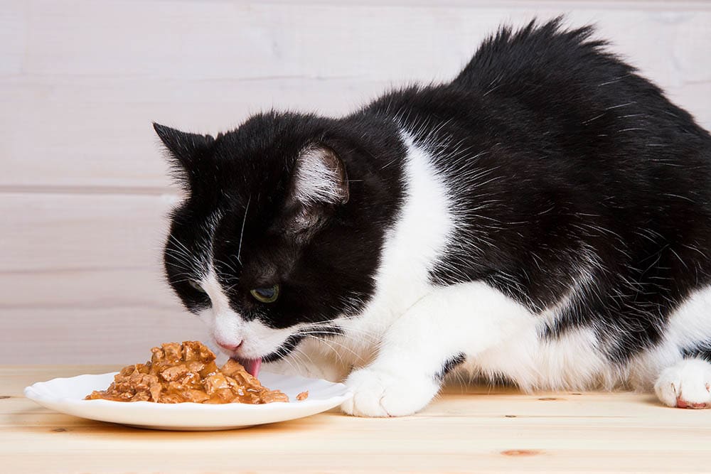 oude zwart-witte kat eten