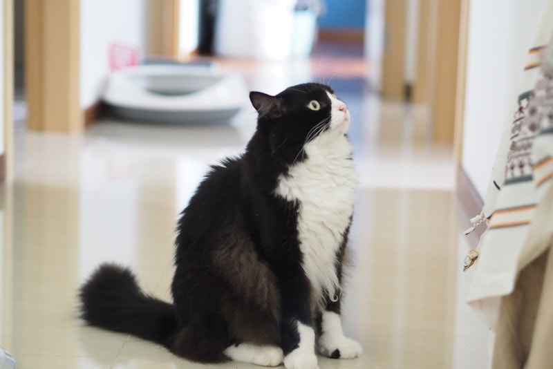 Tuxedo ragdoll kat zit in huis