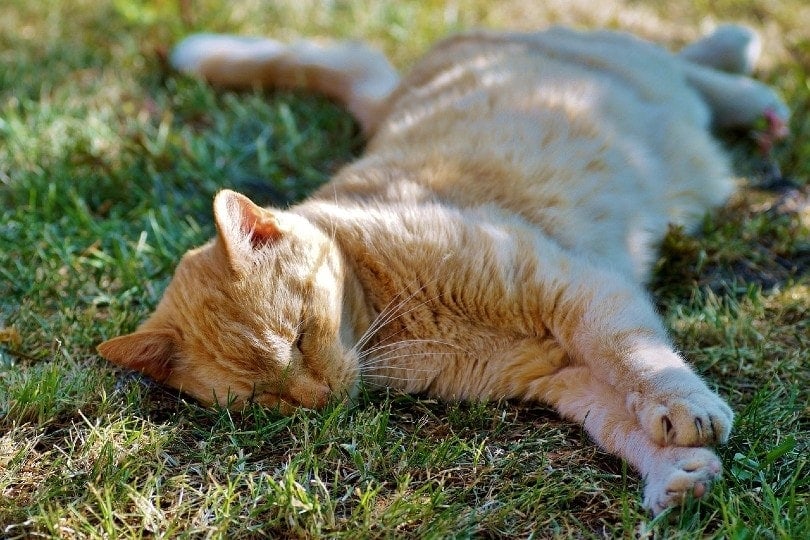 oranje kat slapen op gras
