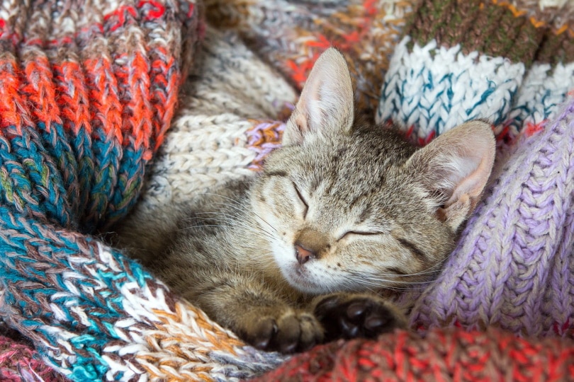 Een kat die slaapt tussen gekroesd linnen