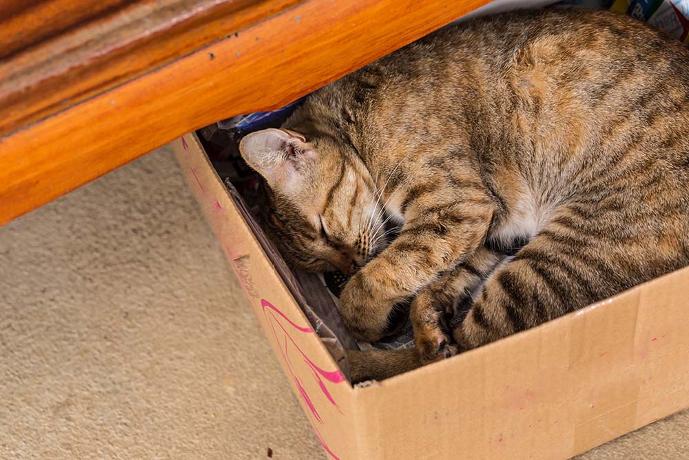 Een gemberkat slaapt in doospapier, selectieve focus