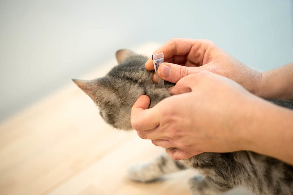 het toepassen van vlooienbehandeling op kat