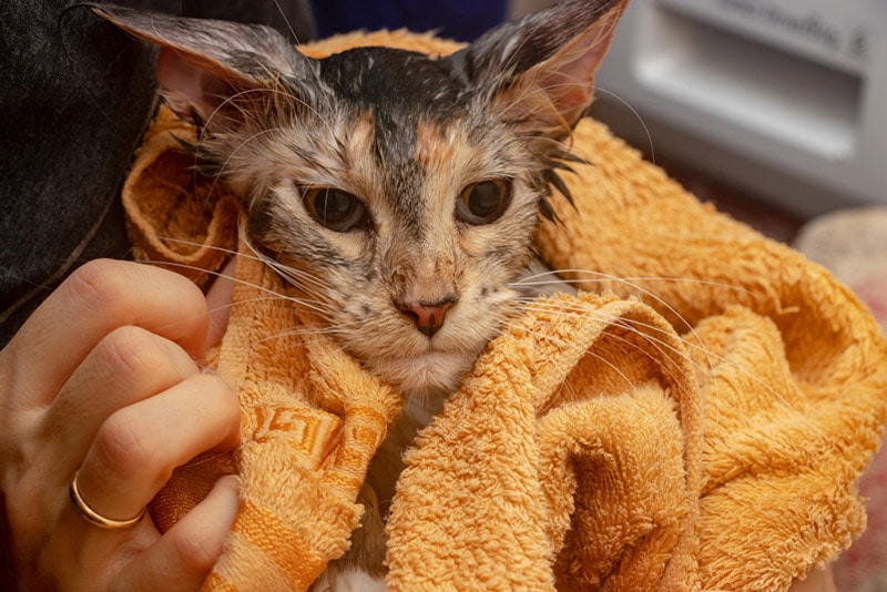 kat wordt afgeveegd met een droge handdoek