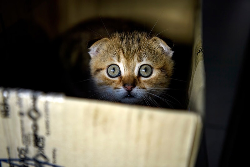 Schotse vouw kitten verstopt in een kartonnen doos