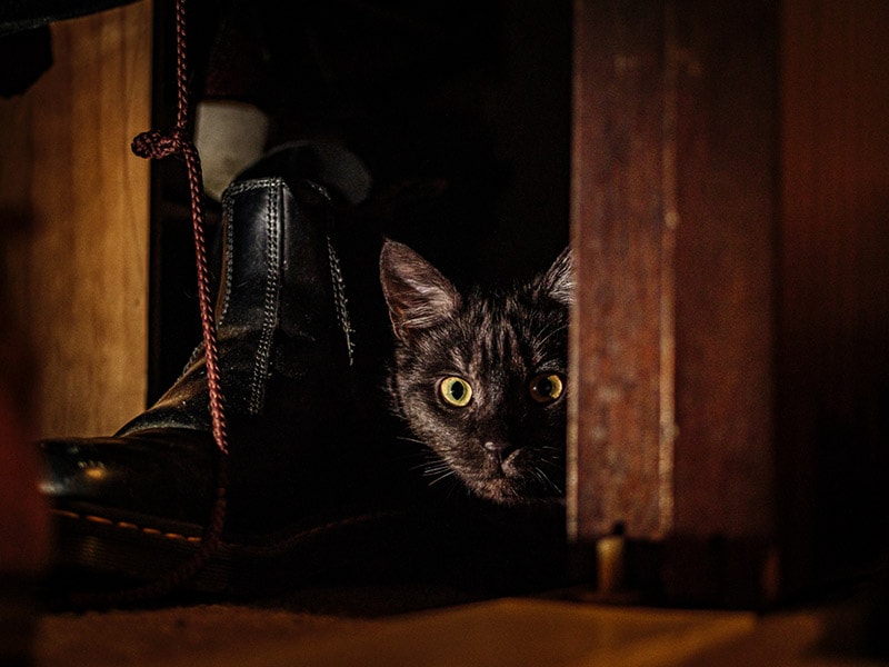 kat verstopt zich in de kledingkast