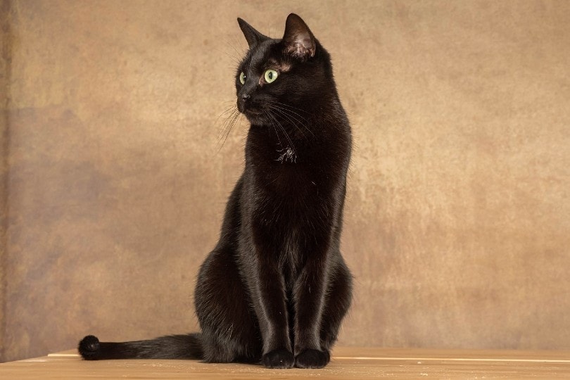 bombay kat zittend in een bruine achtergrond