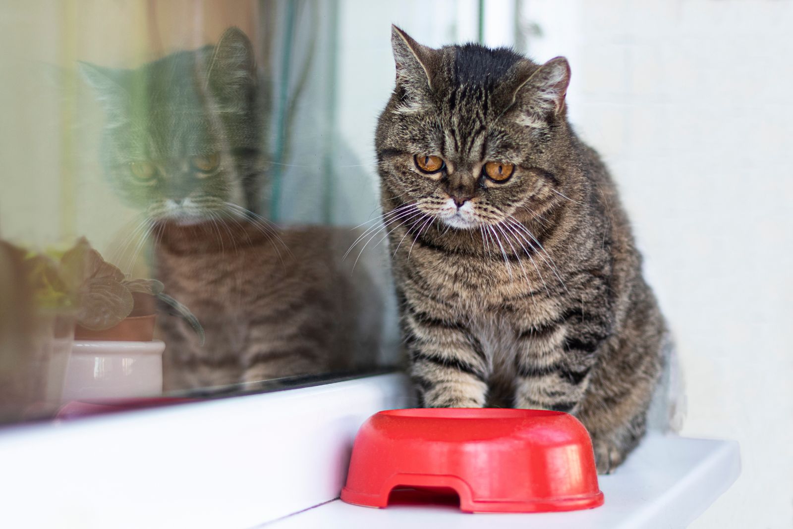 een verdrietige kat zit naast een rode kom met voedsel