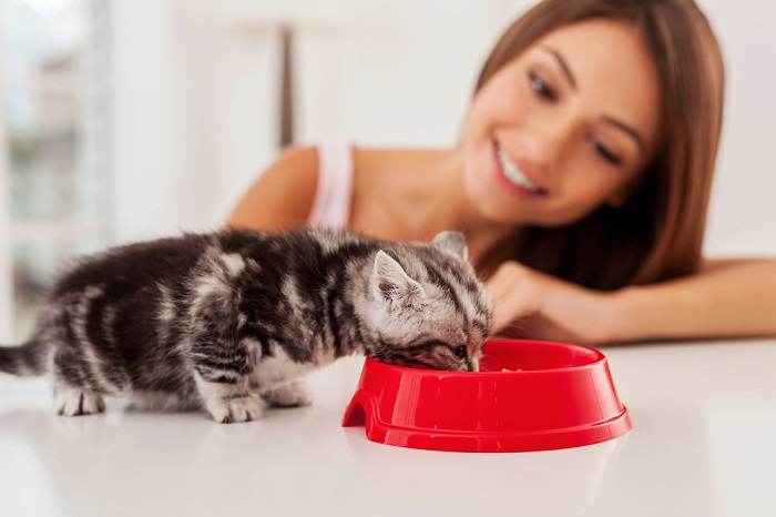 kitten eet voedsel uit de kom