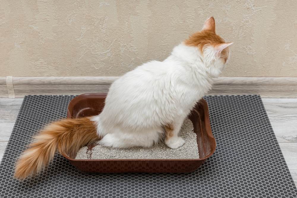 huiskat gaat naar het toilet in de bak
