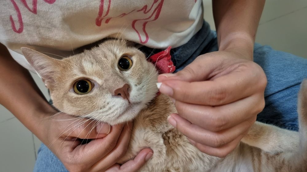 Close-up kattengezicht wanneer de eigenaar een pil met de hand aan schattige jonge kat geeft