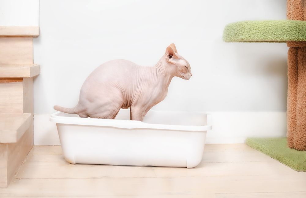 Sphynx kat met behulp van kattenbak of toilet.
