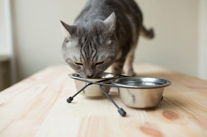 schattige grijze kat die uit een kom eet