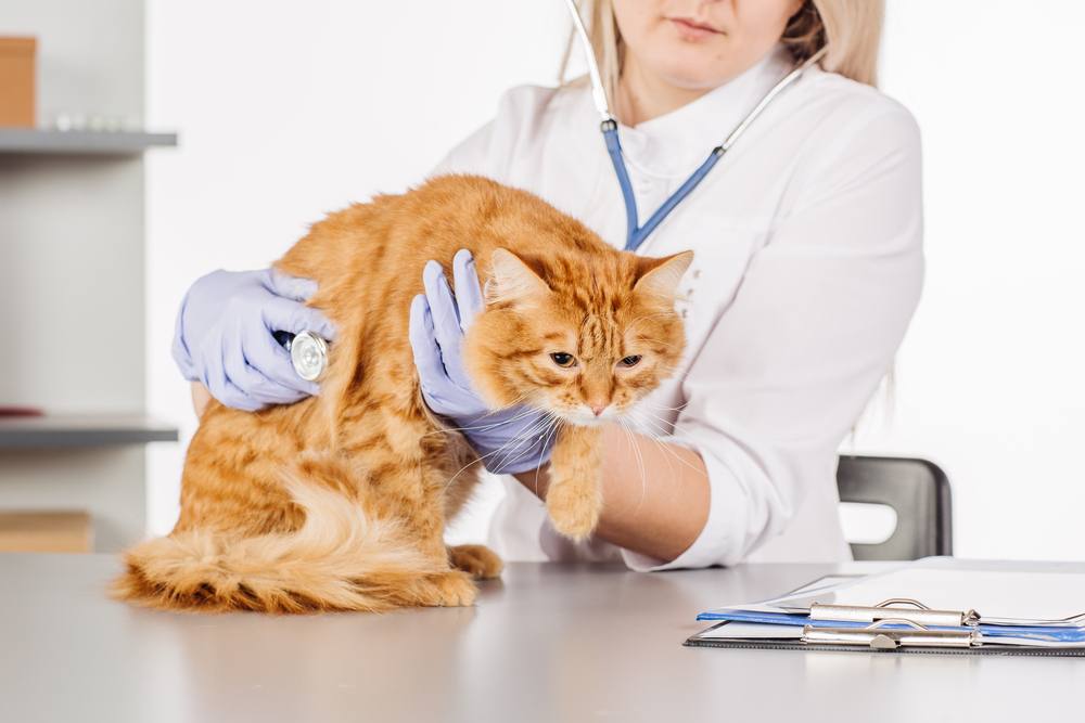 kattencontrole in dierenziekenhuis